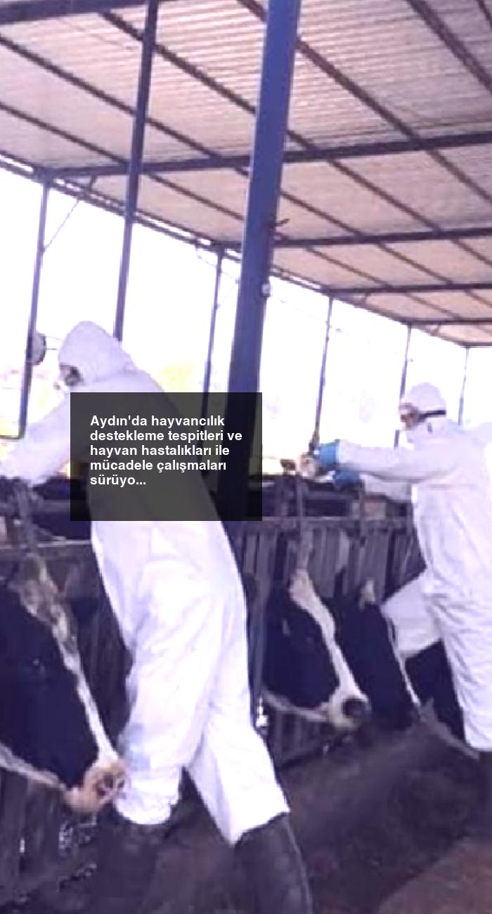Aydın’da hayvancılık destekleme tespitleri ve hayvan hastalıkları ile mücadele çalışmaları sürüyor