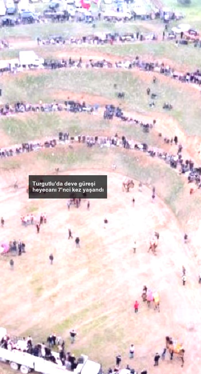 Turgutlu’da deve güreşi heyecanı 7’nci kez yaşandı